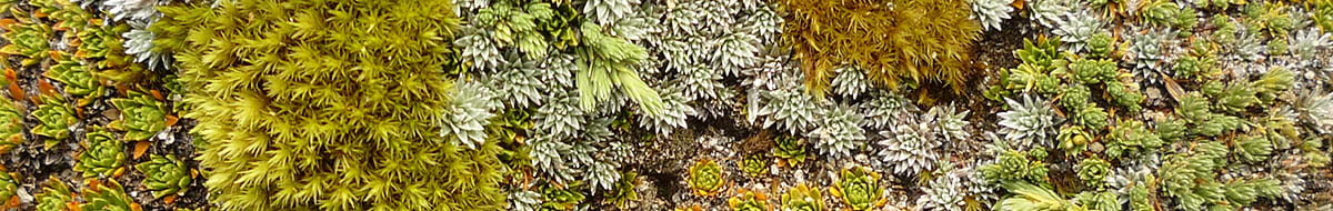Alpine plants